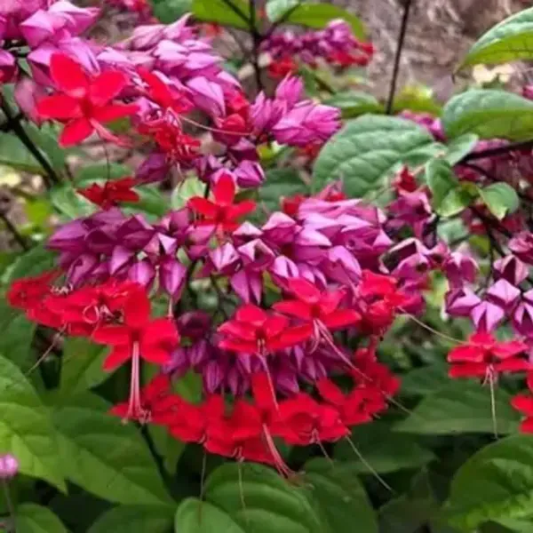 Red_Bleeding_Heart_Vine_Flower_Plant