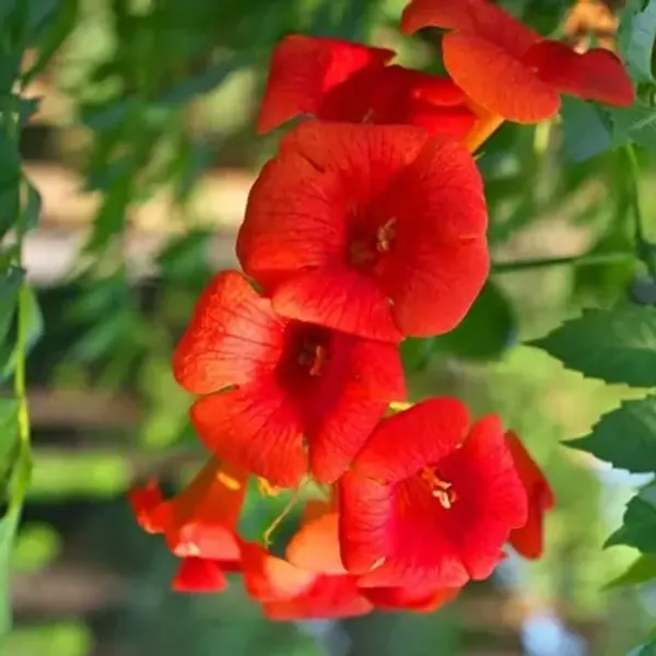 Orange_Tecoma_Flower_Planted