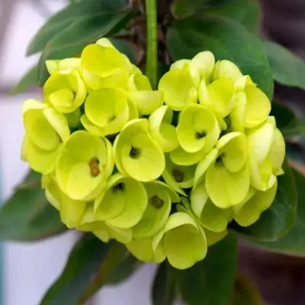 Green_Euphorbia_Milii_Flower_Plant