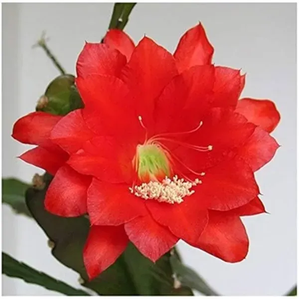 Red_Brahma_Kamal_Flower_Plant_Red