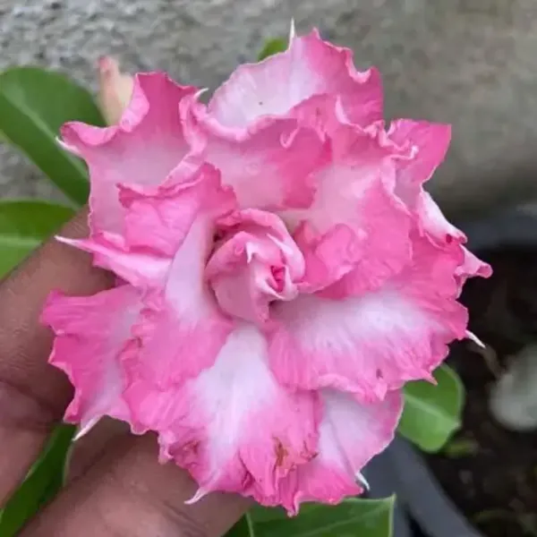 Pink_Adenium_Rose_Variety_Live_Plant_Grafted