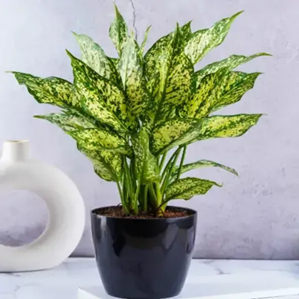 Green_Perfect_For_Adding_Beauty_Aglaonema_Snow_White