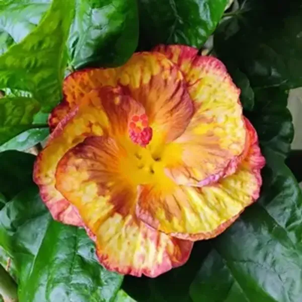 Yellow_American_Variety_Hibiscus_Flower_Plants