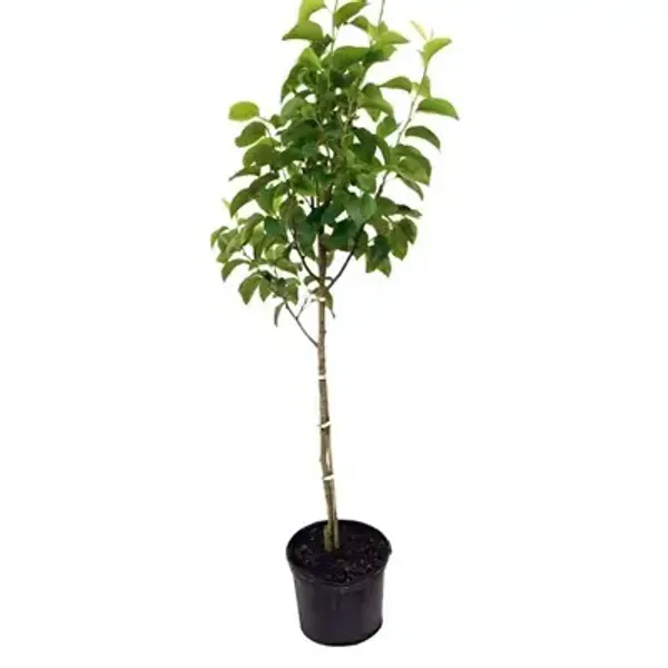 Milk_Fruit_Grafted_Amp_Hybrid_Fruit_Plant