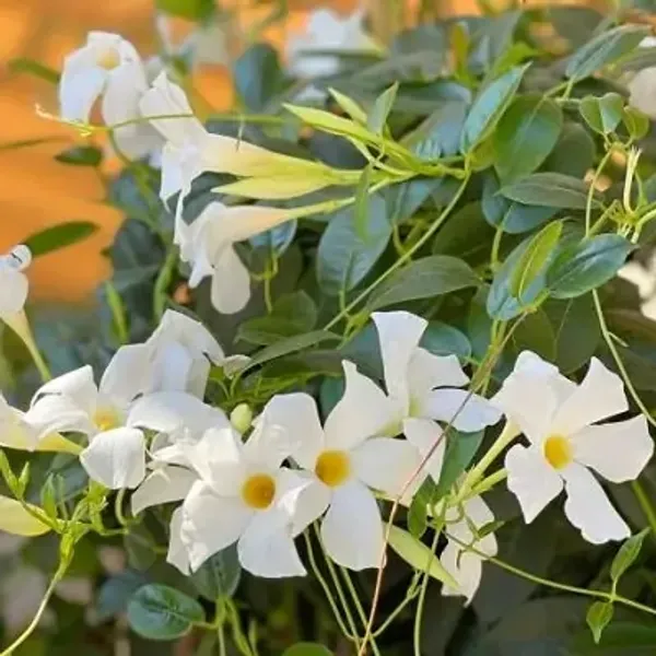 White_Mandeville_Flower_Plant