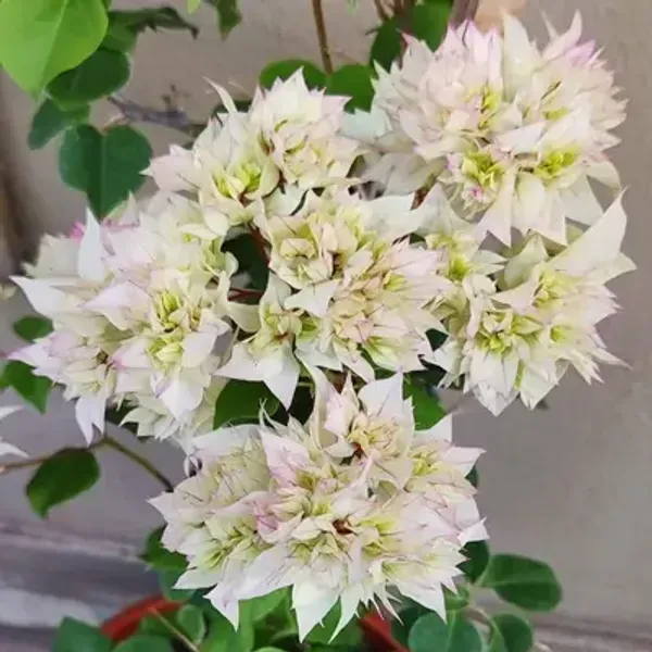 White_Cherry_Blossom_Mahara_Bougainvillea_Flower_Plant