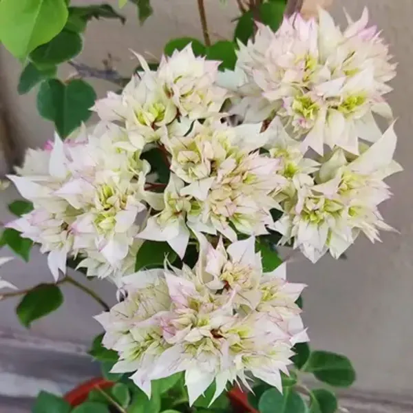 White_Cherry_Blossom_Mahara_Bougainvillea_Flower_Plant