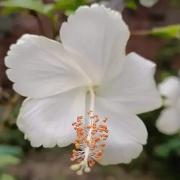 White_Hibiscus_Flower_Plant