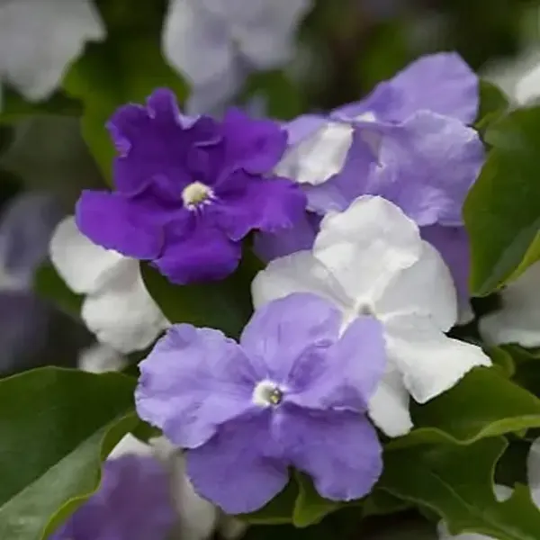 Yesterday_Today_And_Tomorrow_Flower_Plant_Brunfelsia_Latifolia