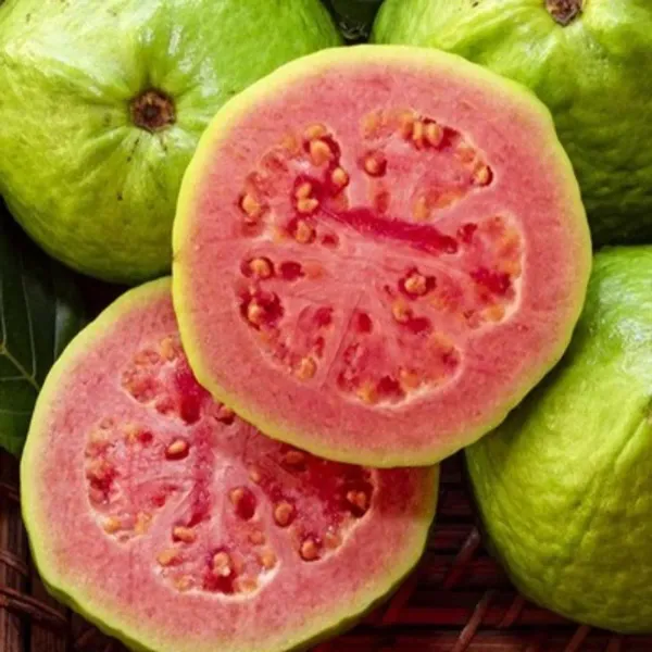 Pink_Lalit_Gauva_Grafted_Fruit_Plant
