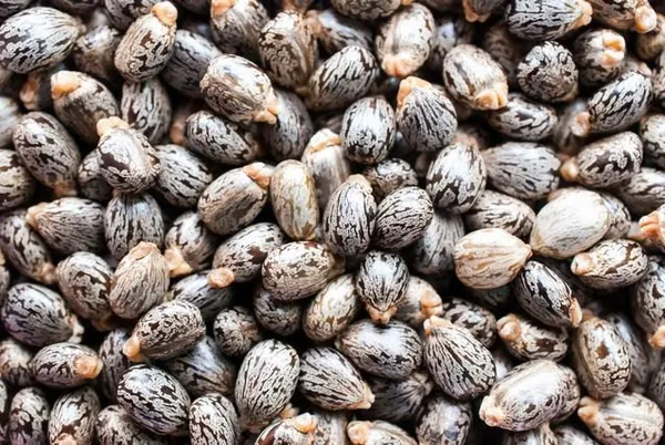 ARANDI_BEEJ,_CASTOR_SEEDS