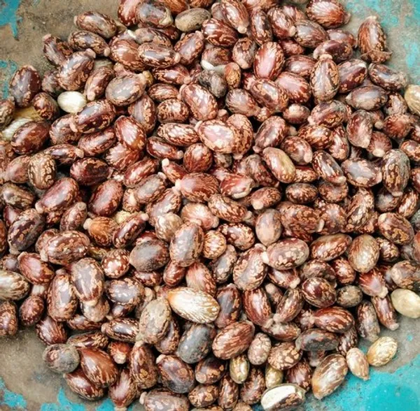 ARANDI_BEEJ,_CASTOR_SEEDS