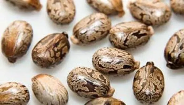 ARANDI_BEEJ,_CASTOR_SEEDS