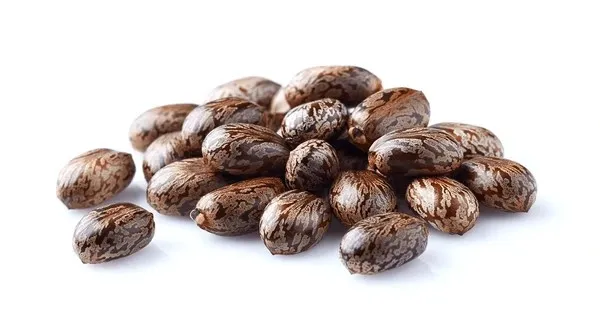 ARANDI_BEEJ,_CASTOR_SEEDS