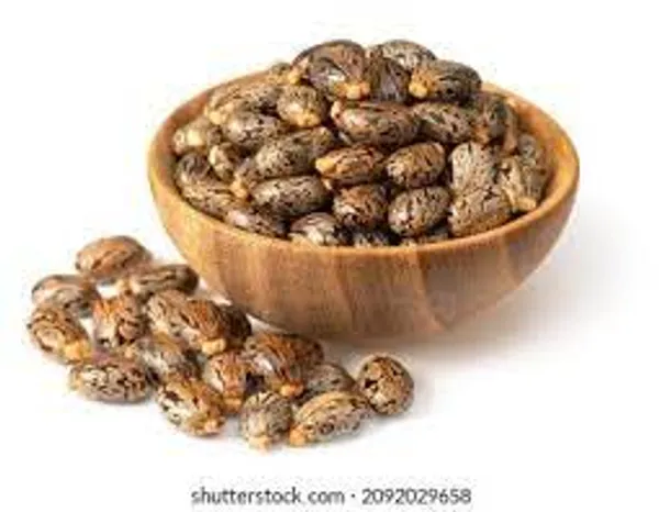 ARANDI_BEEJ,_CASTOR_SEEDS