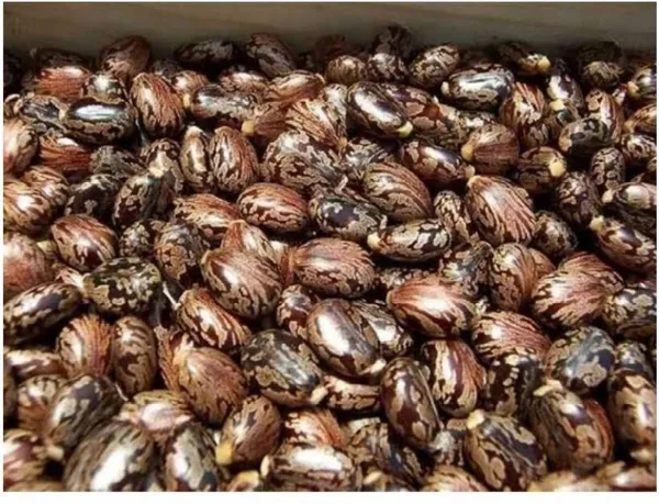 ARANDI_BEEJ,_CASTOR_SEEDS