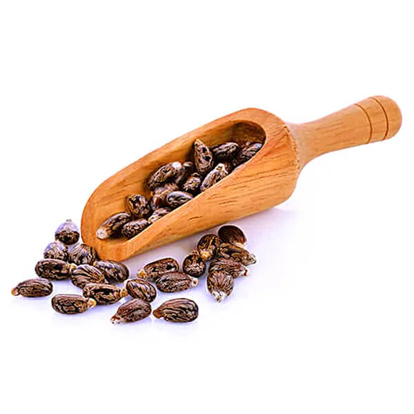 ARANDI_BEEJ,_CASTOR_SEEDS