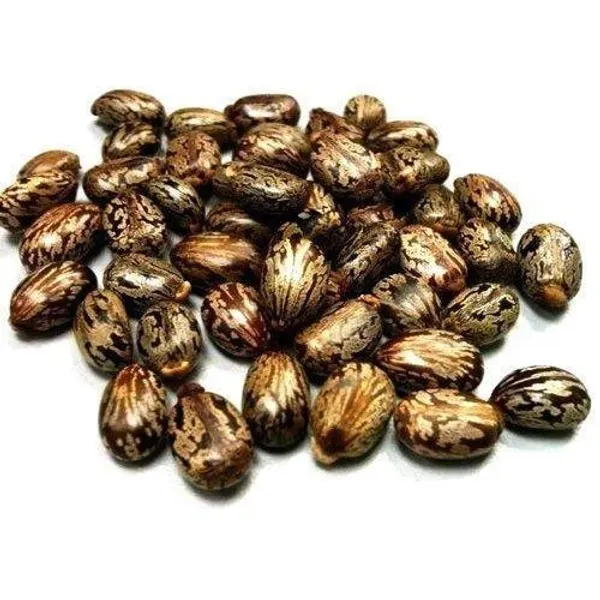 ARANDI_BEEJ,_CASTOR_SEEDS