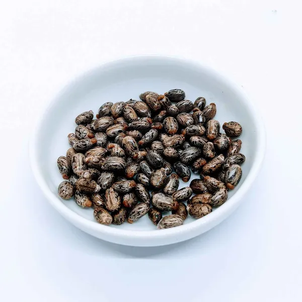 ARANDI_BEEJ,_CASTOR_SEEDS