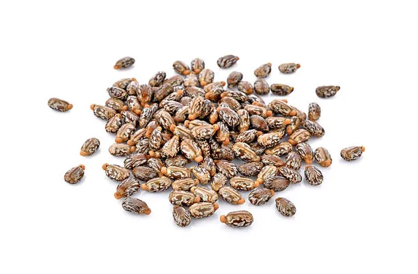 ARANDI_BEEJ,_CASTOR_SEEDS
