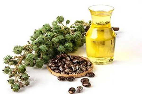 ARANDI_BEEJ,_CASTOR_SEEDS