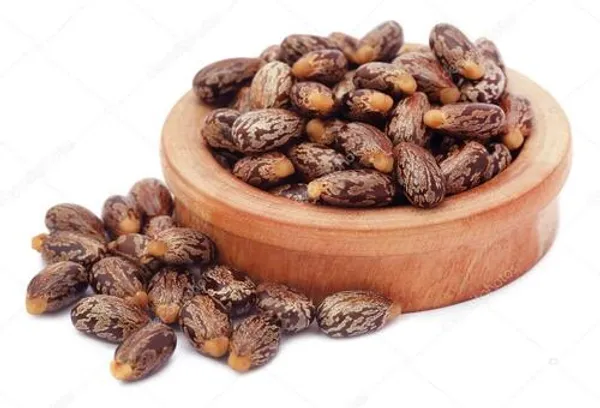 ARANDI_BEEJ,_CASTOR_SEEDS
