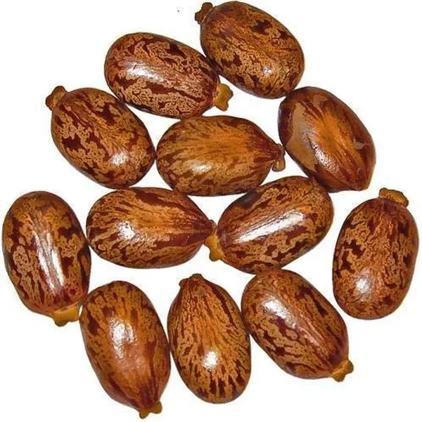 ARANDI_BEEJ,_CASTOR_SEEDS