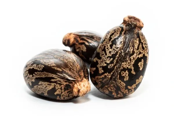ARANDI_BEEJ,_CASTOR_SEEDS