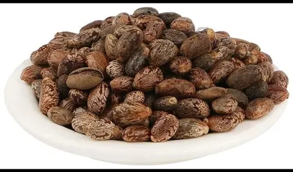 ARANDI_BEEJ,_CASTOR_SEEDS