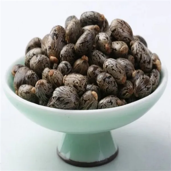 Traditional_Arandi_Beej,_Castor_Seeds