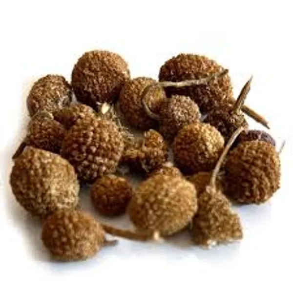 My_God_Gift_Gorakhmundi_|_Gorakh_Mundi_Sabut_|_Sphaeranthus_Indicus_|_Natural_Raw_Ayurvedic_Jadi_Booti