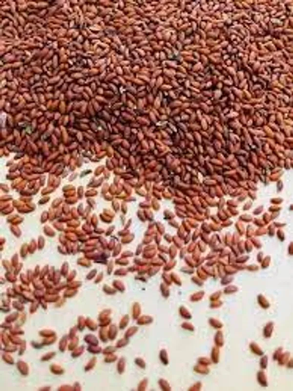 My_God_Gift_Halim_Seeds_|_Halam_|_Aliv_Seeds_|_Garden_Cress_Seeds_|_Chandrasur_Beej_|_Lepidium_sativum