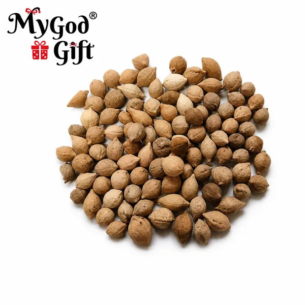 My_God_Gift_Jiyapota_Putrajeevak_Beej_|_Putrajivak_Seeds_|_Putranjiva_Beej_|_Jiyapota_Seeds_|_Putranjiva_roxburghii_|_Traditional_Ayurvedic_Herb