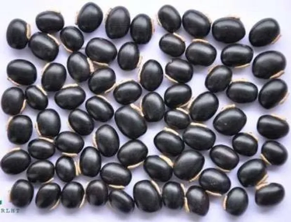 My_God_Gift_Kala_Kaunch_Beej_|_Black_Kaunch_Seeds_|_Mucuna_Pruriens_Seeds_|_Natural_Ayurvedic_Herb
