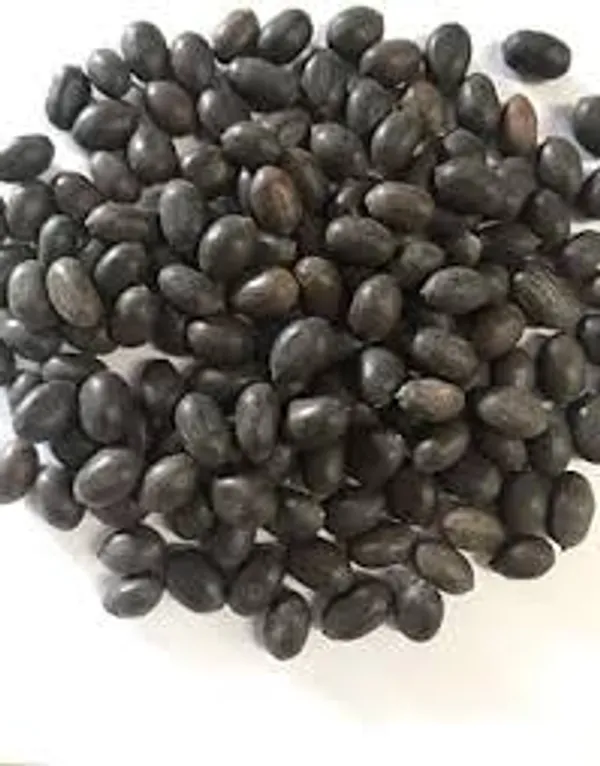 My_God_Gift_Kamal_Gatta_|_Kamal_Gatte_|_Lotus_Seeds_|_Lotus_Beej_|_Sacred_Lotus_Seeds_|_Nelumbo_nucifera_|_Traditional_Puja_&_Herbal_Product