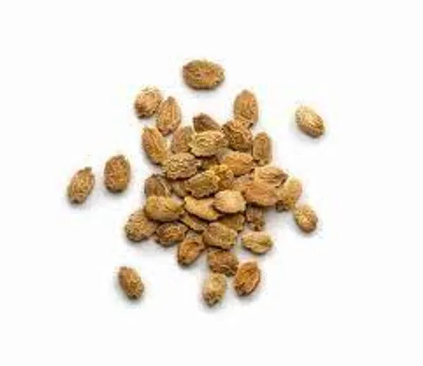 My_God_Gift_Karela_Beej_|_Bitter_Gourd_Seeds_|_Bitter_Melon_Seeds_|_Karela_Seeds_|_Momordica_charantia_|_Natural_Whole_Seeds