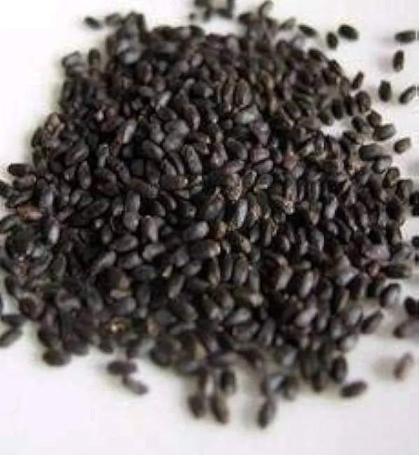 My_God_Gift_Natural_Babchi_Seeds_(Bakuchi_Beej)_|_Psoralea_Corylifolia_|_Traditional_Ayurvedic_Whole_Herb
