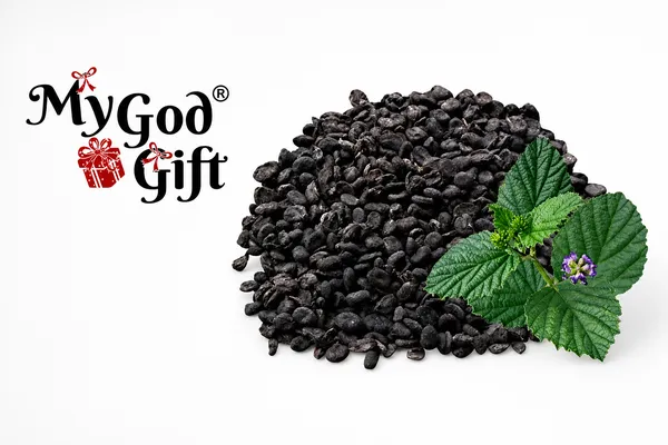 My_God_Gift_Natural_Babchi_Seeds_(Bakuchi_Beej)_|_Psoralea_Corylifolia_|_Traditional_Ayurvedic_Whole_Herb
