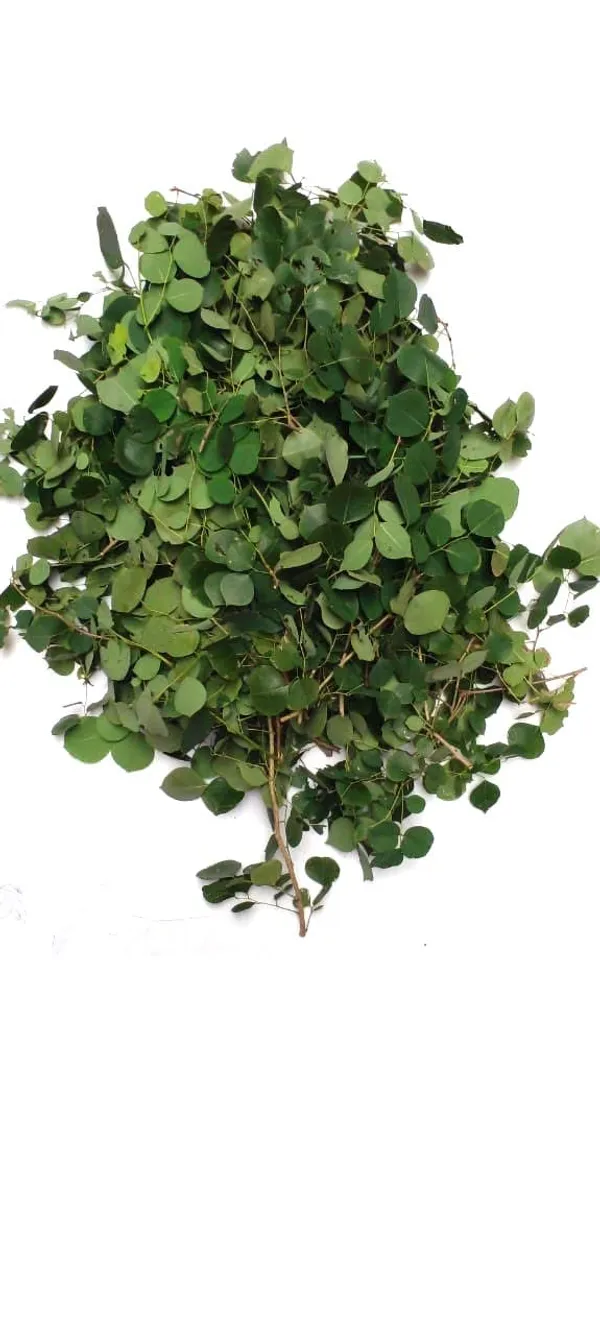 My_God_Gift_Shisham_Patta_|_Sheesham_Leaves_|_Sissoo_Leaves_|_शीशम_पत्ता_|_Dalbergia_Sissoo_Leaves