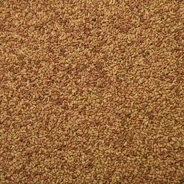 alfalfa_beej