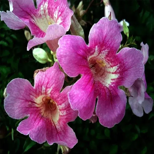 Purple_Colour_Tecoma_Climbers_Flower_Plants_Tree_1_2_Feet_Size