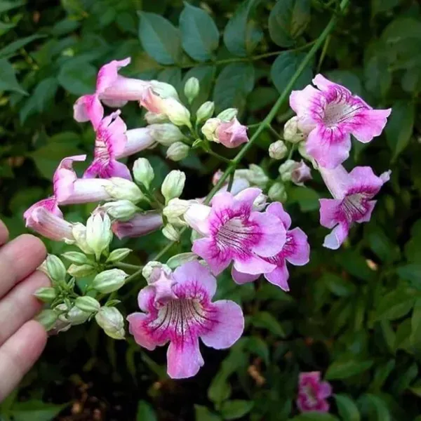 Purple_Colour_Tecoma_Climbers_Flower_Plants_Tree_1_2_Feet_Size