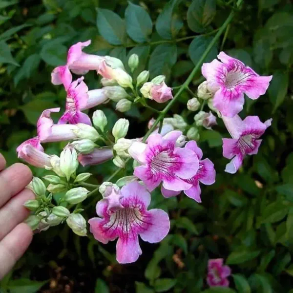 Purple_Colour_Tecoma_Climbers_Flower_Plants_Tree_1_2_Feet_Size