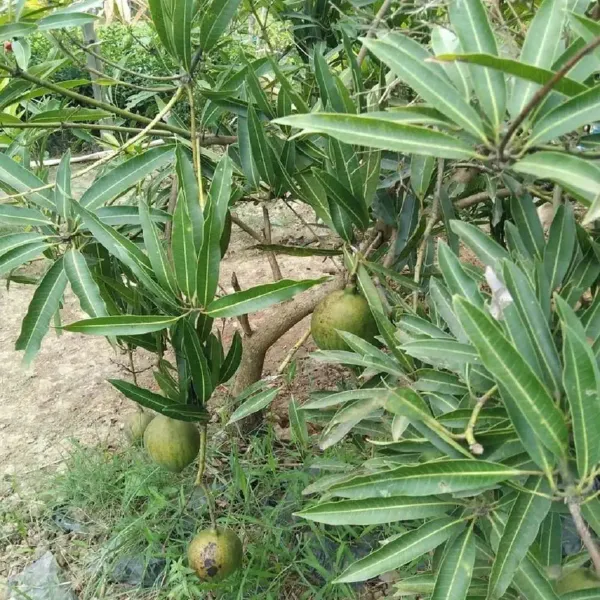 Suvarnarekha_Mango_Grafted_Aam_Fruit_Plants_Tree_1_5_3_Feet_Size