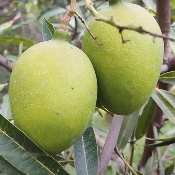 Suvarnarekha_Mango_Grafted_Aam_Fruit_Plants_Tree_1_5_3_Feet_Size