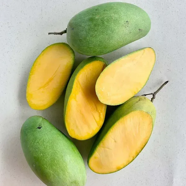 Dasheri_Mango_Grafted_Aam_Fruit_Plants_Tree_1_5_3_Feet_Size