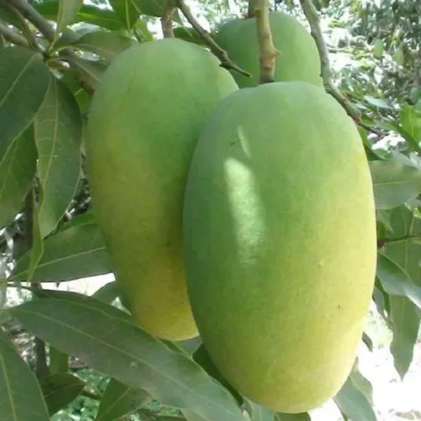 Dasheri_Mango_Grafted_Aam_Fruit_Plants_Tree_1_5_3_Feet_Size