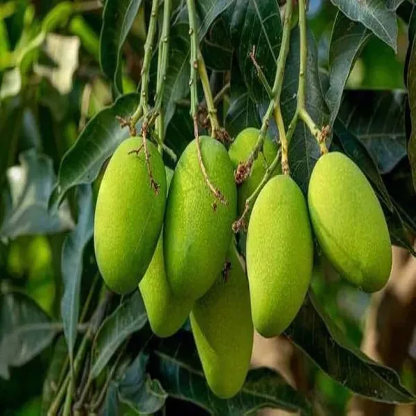 Sweet_Kaccha_Mitha_Mango_Grafted_Aam_Fruit_Plants_Tree_1_5_3_Feet_Size