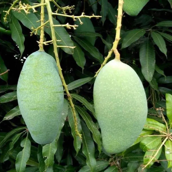 Sweet_Kaccha_Mitha_Mango_Grafted_Aam_Fruit_Plants_Tree_1_5_3_Feet_Size