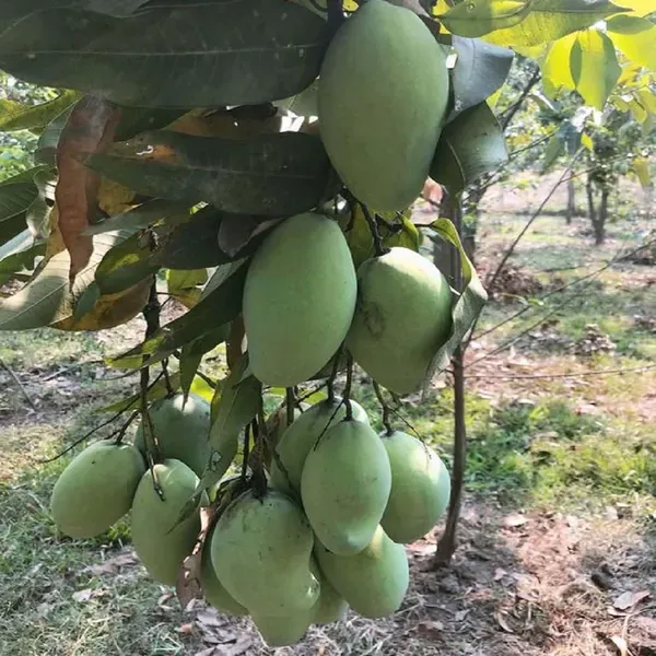 Sweet_Kaccha_Mitha_Mango_Grafted_Aam_Fruit_Plants_Tree_1_5_3_Feet_Size